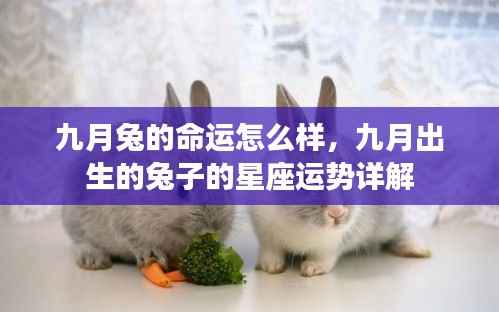 九月出生的兔子星座运势详解，命运如何？