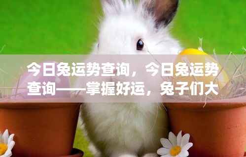 今日兔运势查询,大展宏图,掌握好运!