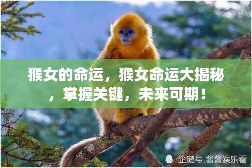 猴女的命运揭秘,掌握关键,未来展望可期!
