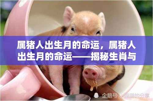 属猪人出生月命运揭秘，生肖与出生月的奥秘探索