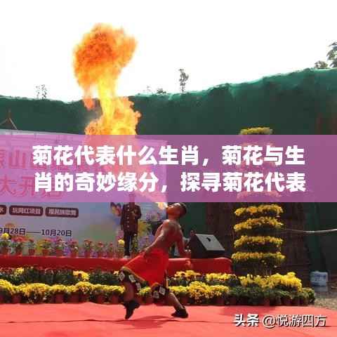 菊花与生肖的奇缘,揭秘菊花代表哪个生肖的奥秘