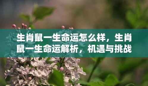 生肖鼠命运解析,机遇与挑战并存的一生旅程