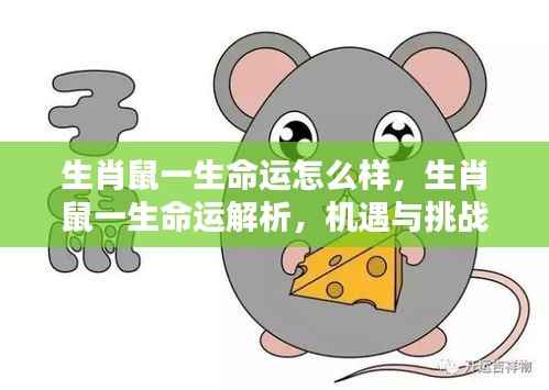 生肖鼠命运解析,机遇与挑战并存的一生旅程