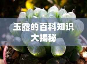 玉露的百科知识大揭秘
