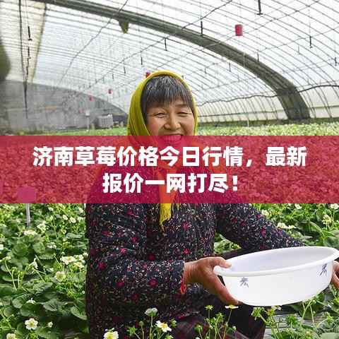 济南草莓价格今日行情,最新报价一网打尽!