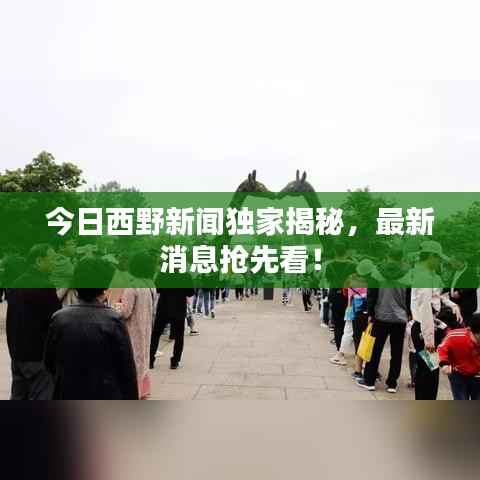 今日西野新闻独家揭秘,最新消息抢先看!