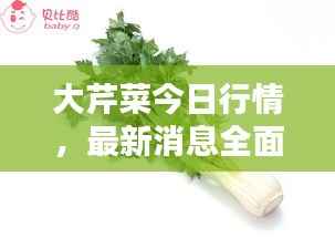 大芹菜今日行情,最新消息全面解析